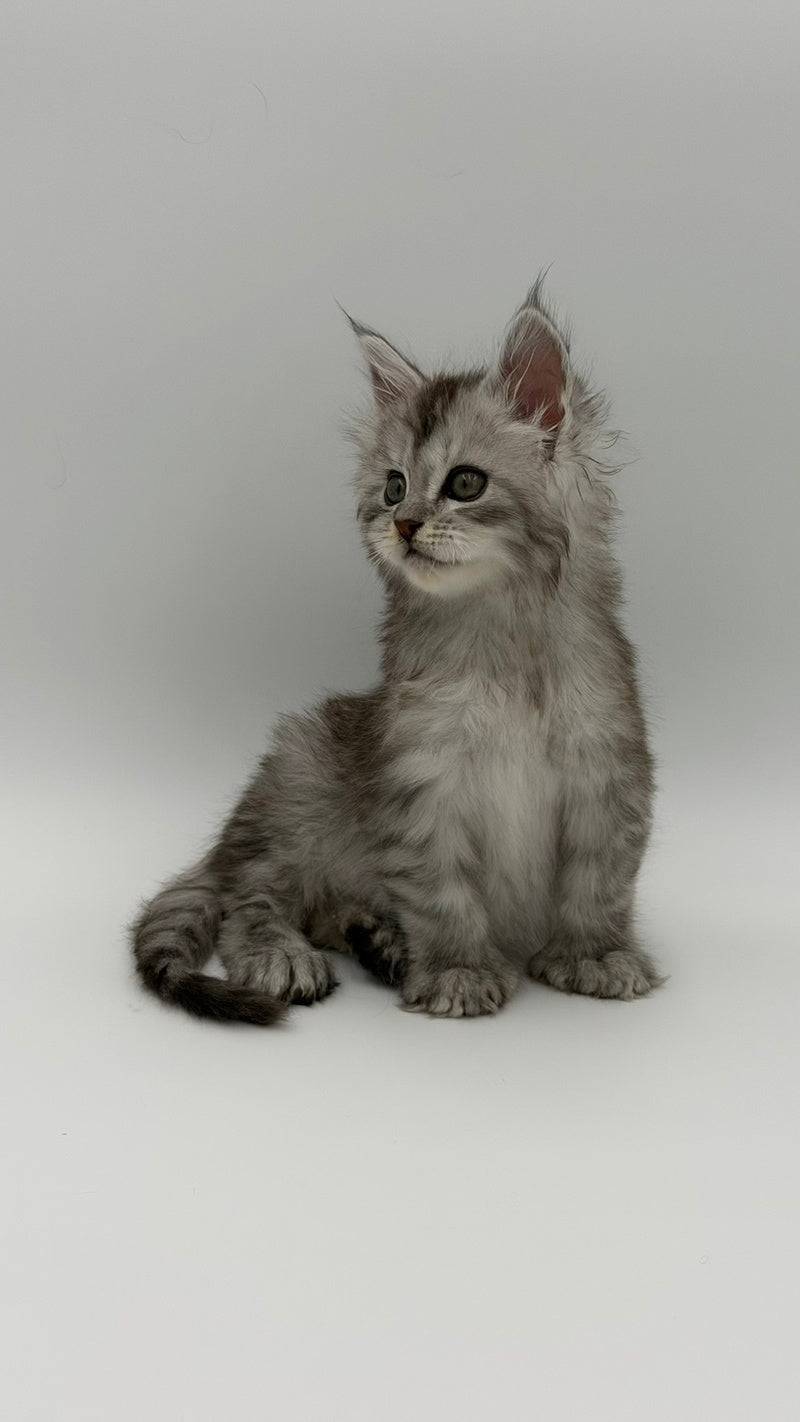 Marta Maine Coon polydactyl female, black silver spotted tabby