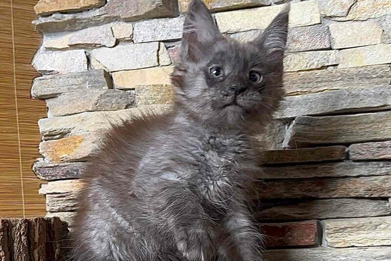 Robin Maine Coon male, black silver