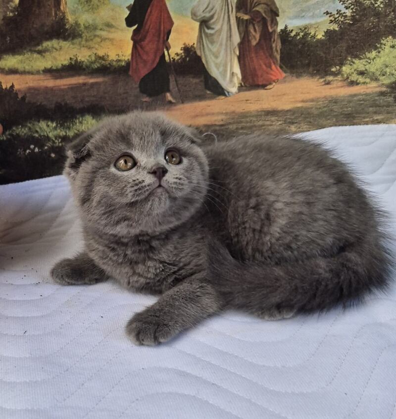 Elya Scottish Fold female, blue