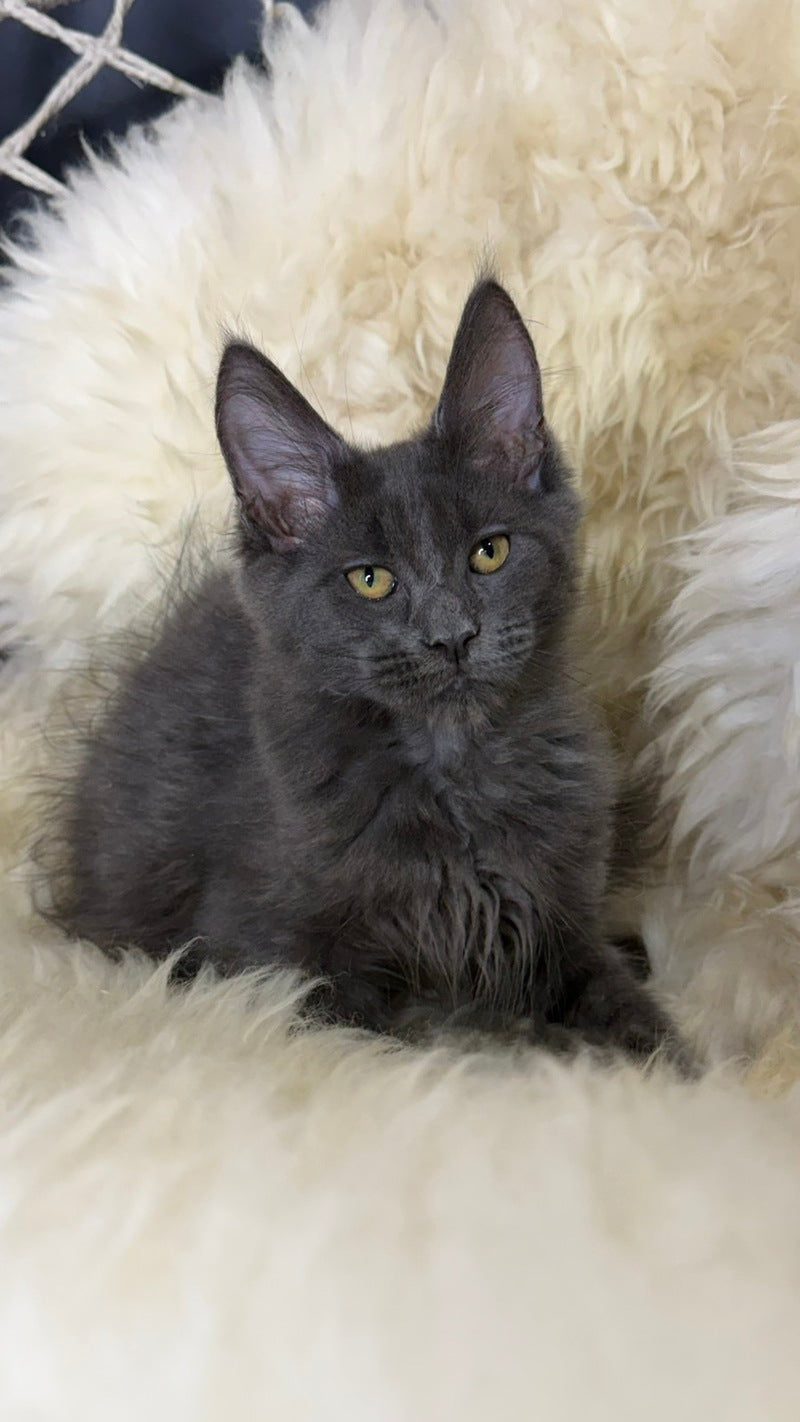 Quix Maine Coon male, blue