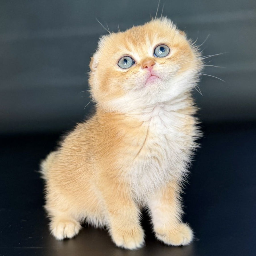 Ulani Scottish Fold female, black golden chinchilla