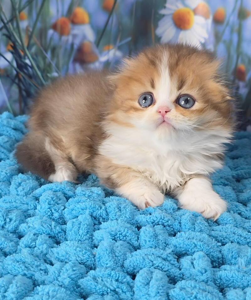 Izium Scottish Fold male chocolate golden shaded bicolour - live animals