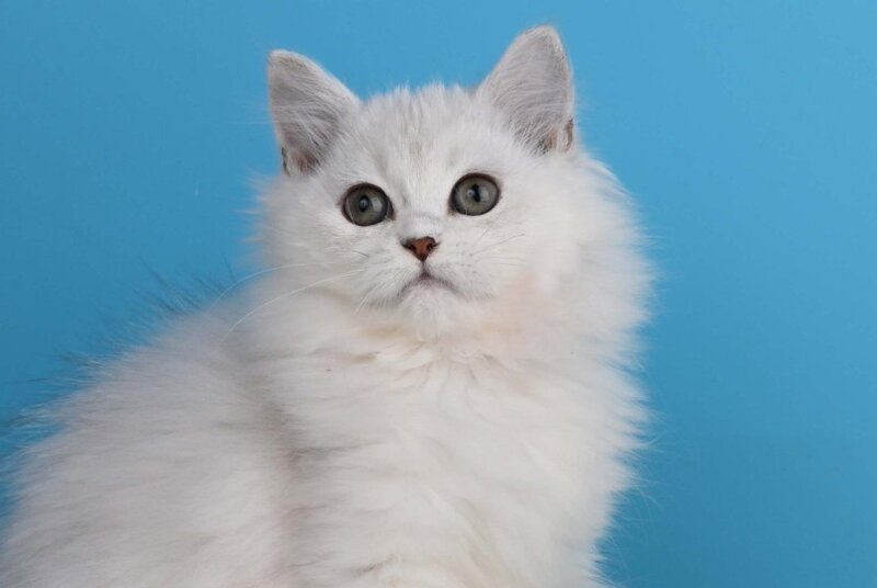 Xasandra British Longhair female, blue golden shaded