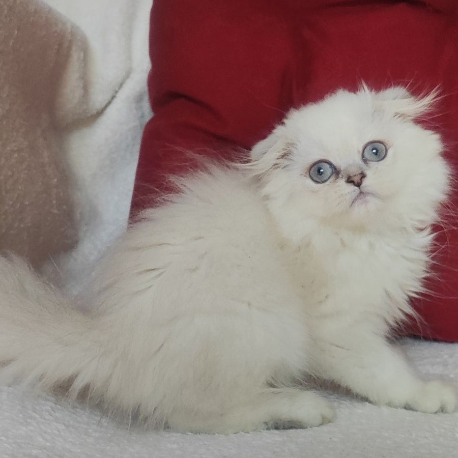 Xavier Scottish Fold male, blue silver ticked tabby