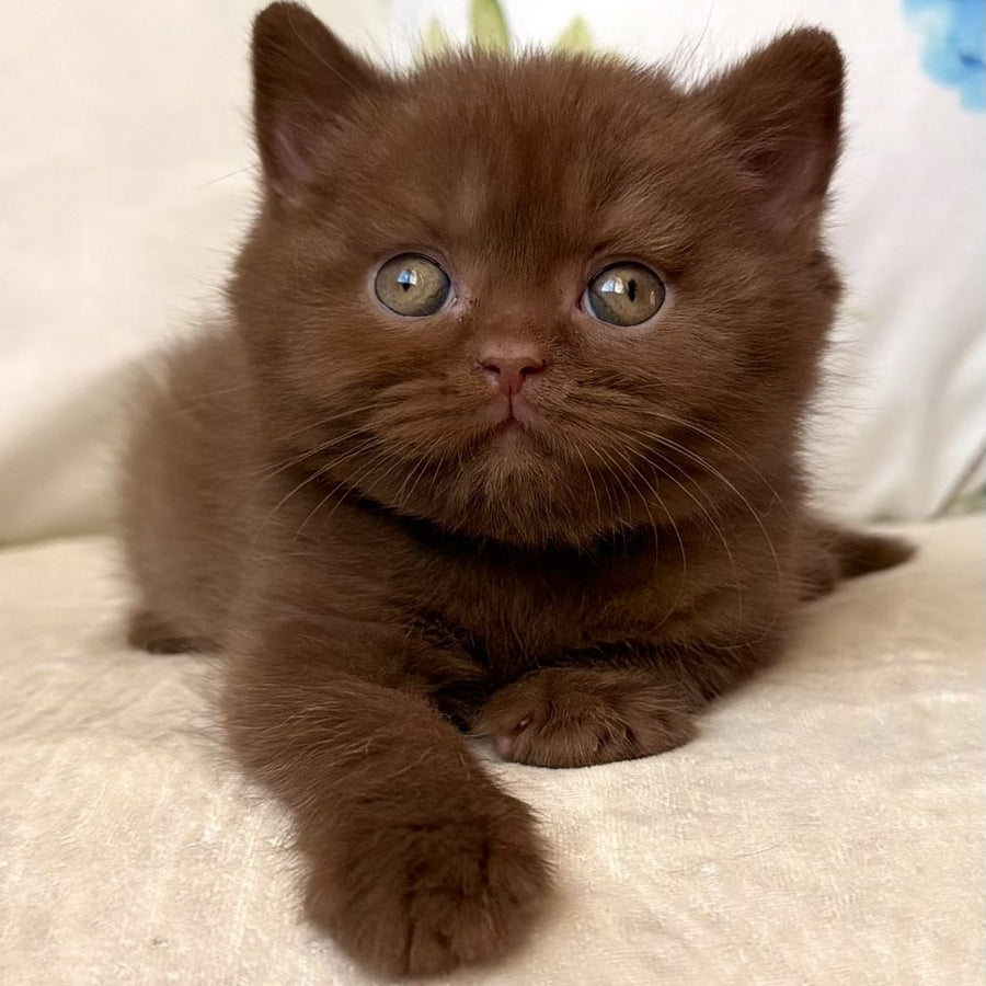 Amir British Shorthair male, cinnamon