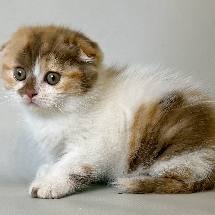 Arlette Scottish Fold female, cinnamon tortie bicolour