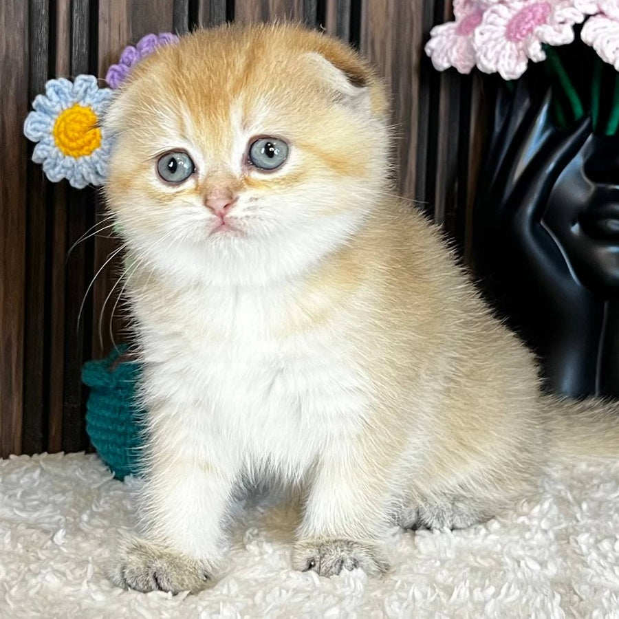 Mirabel Scottish Fold female, black golden chinchilla