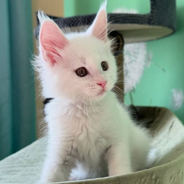 Ariel Maine Coon male, white