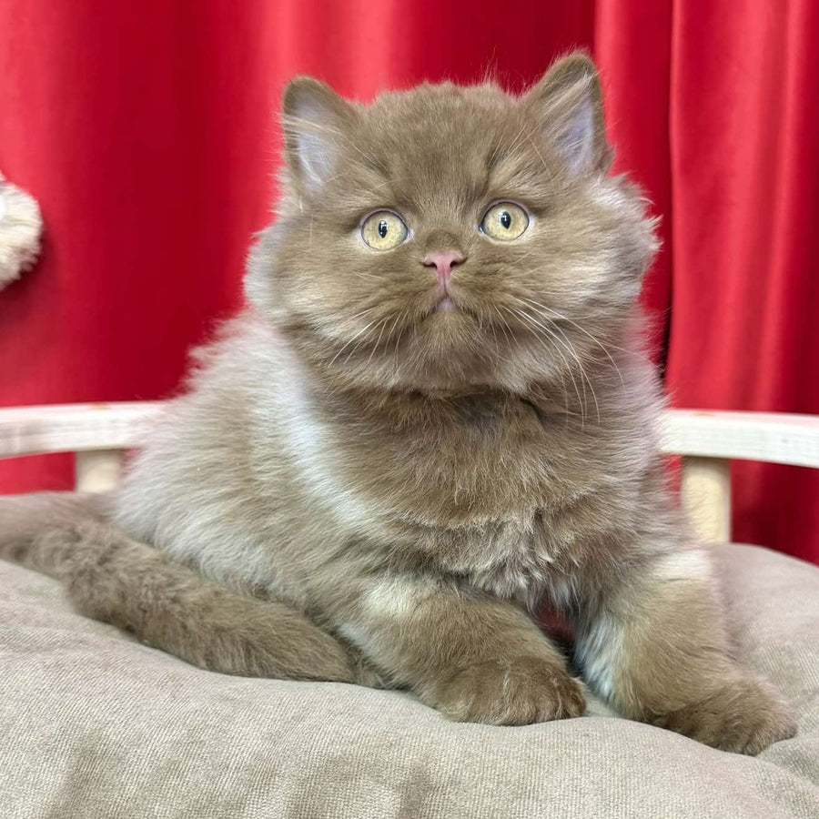 Ponchik British Longhair male, cinnamon