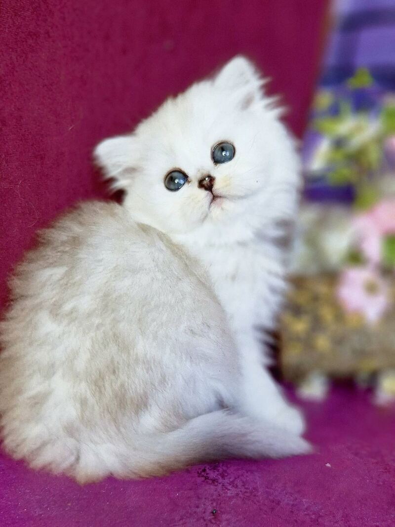 Nettie British Longhair female black silver shaded - live animals