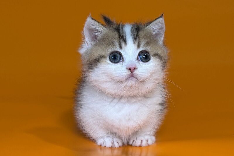 Yavik Munchkin male black golden ticked tabby - live animals