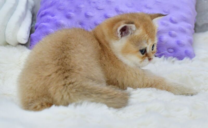 Emili British Shorthair female, black golden shaded