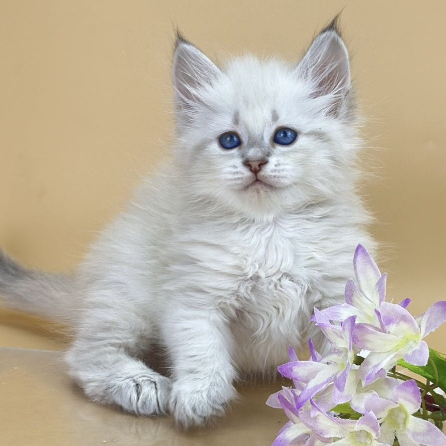Yuki Siberian female, blue tabby pointed
