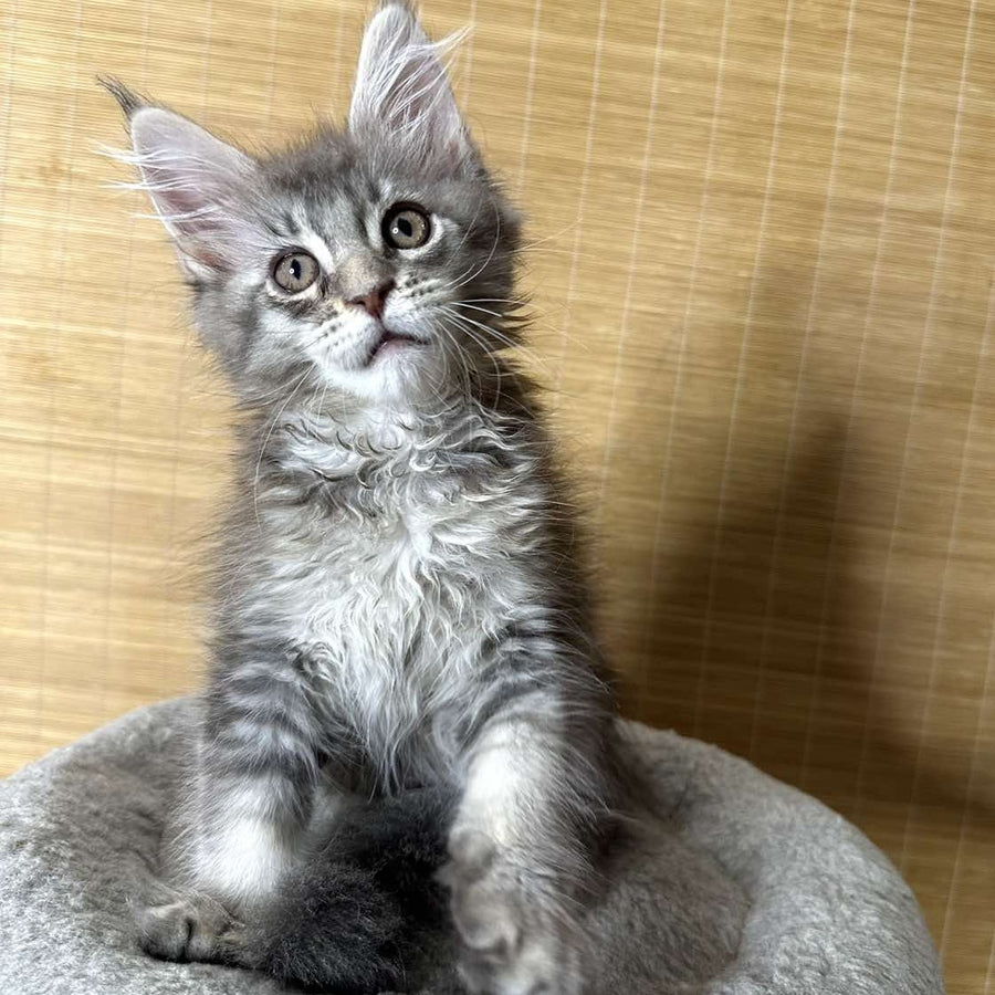 Mone Maine Coon male, blue silver ticked tabby