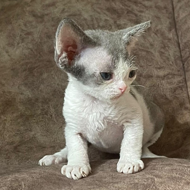 Vasilisa Devon Rex female, blue bicolour