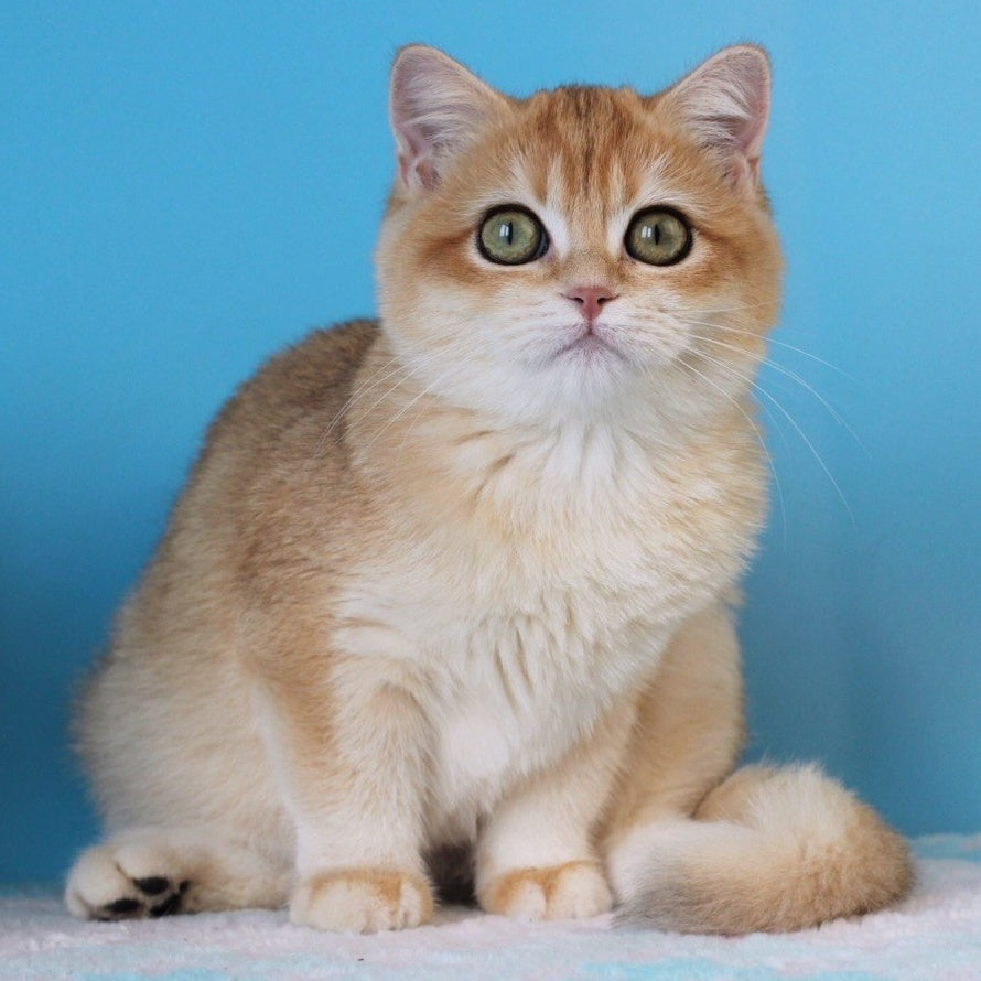 Robert British Shorthair male, black golden shaded