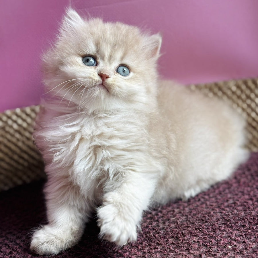 Shanti British Longhair female, lilac golden shaded