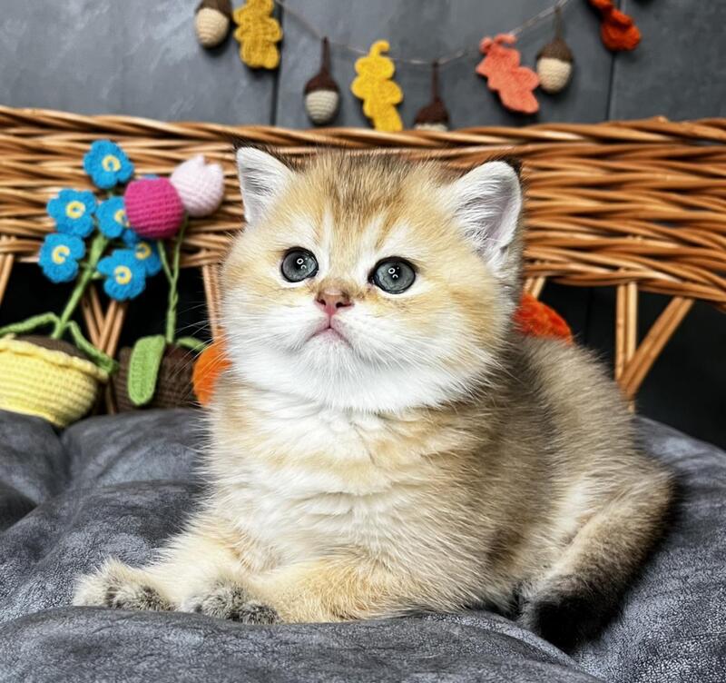 Flora Scottish Straight female, black golden shaded