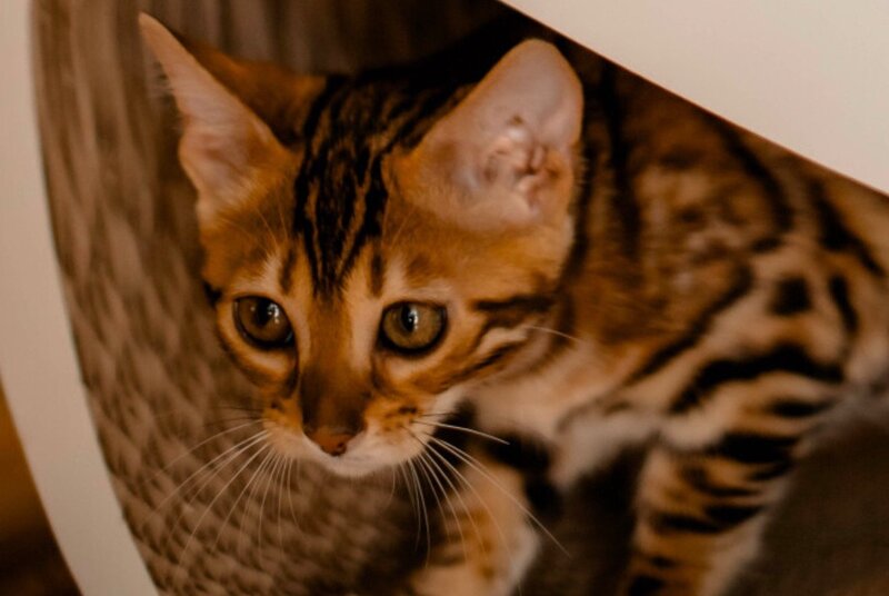Amaliya Bengal female, black spotted tabby