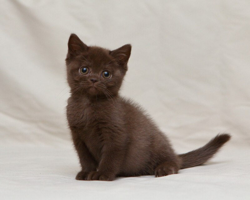 Neko British Shorthair male, chocolate