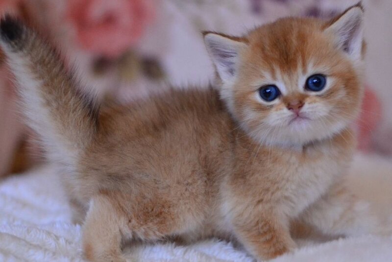 Aizek British Shorthair male, black silver shaded