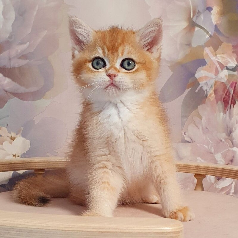 Winston British Shorthair male, black golden chinchilla