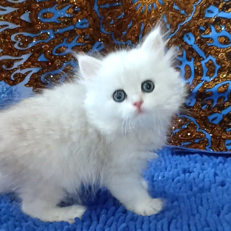 Jack British Longhair male, black silver chinchilla