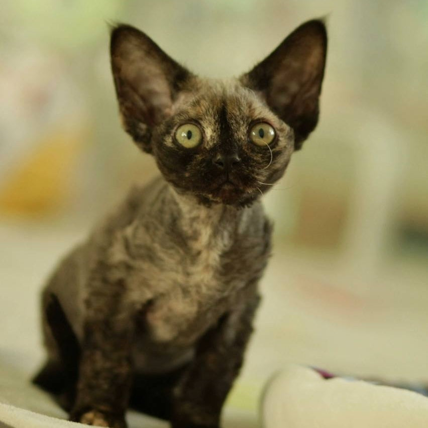 Polly Devon Rex female, black tortie