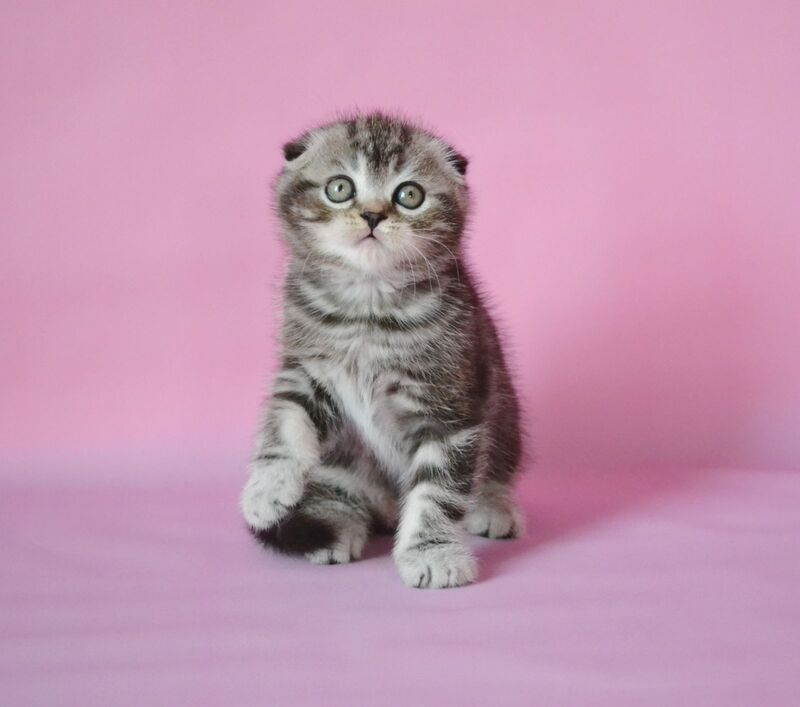 Misha Scottish Fold male, black silver tabby