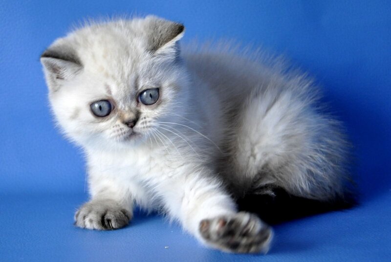 Chile Exotic female, seal tortie pointed