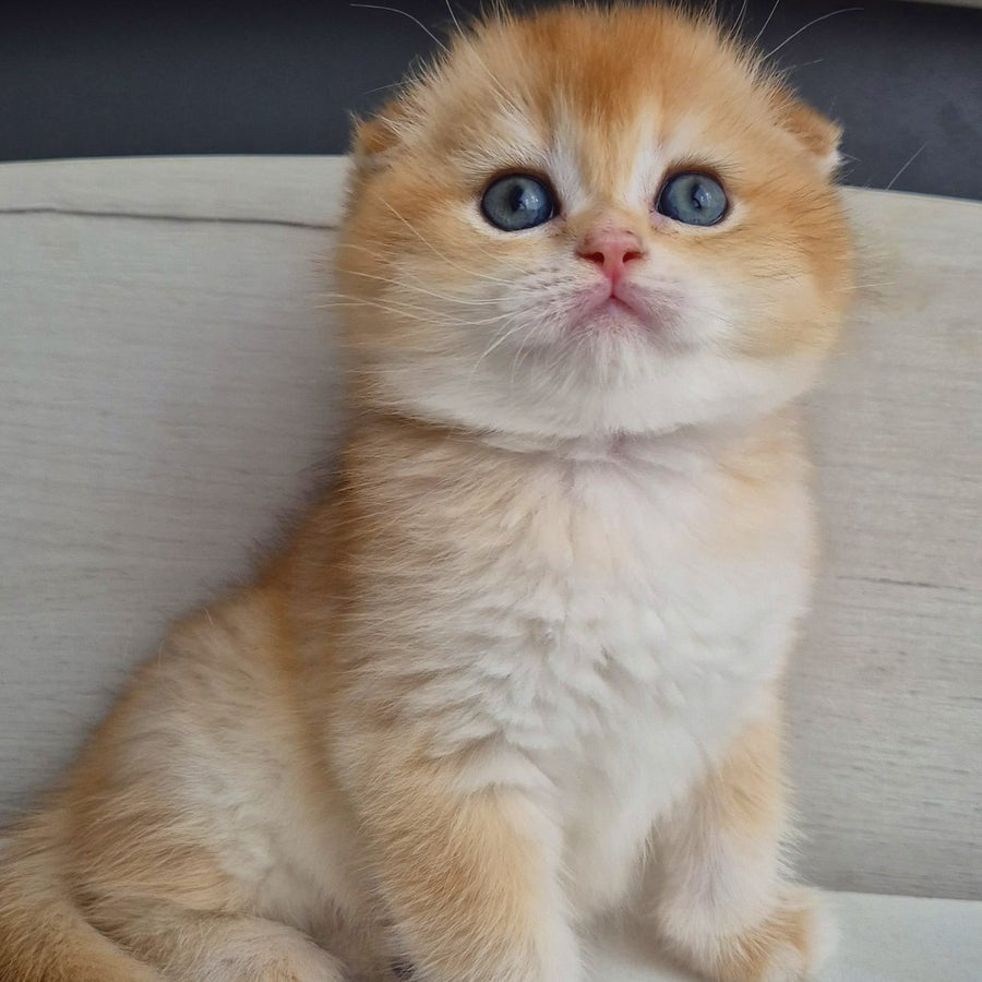 Billy Scottish Fold male, black golden chinchilla