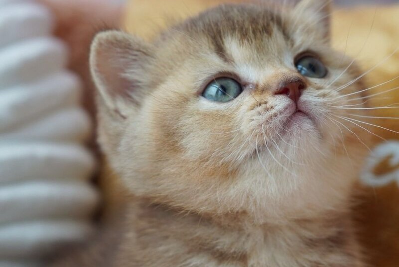 Ruby British Shorthair female, chocolate ticked tabby