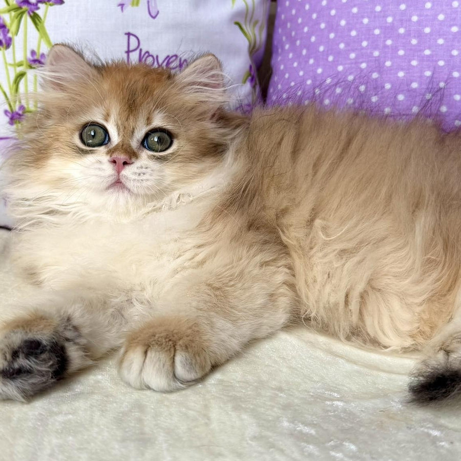 Carim British Longhair male, black golden chinchilla