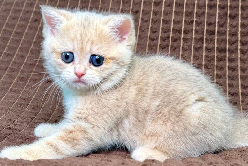 Marsi Munchkin female, blue golden tabby