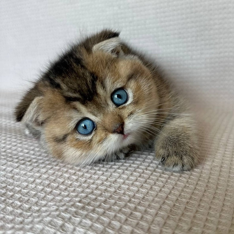 Martin Scottish Fold male, black golden ticked tabby with white
