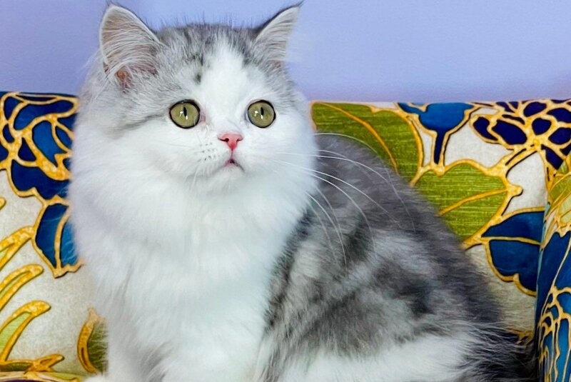 Monica Scottish Straight female, black silver tabby bicolour