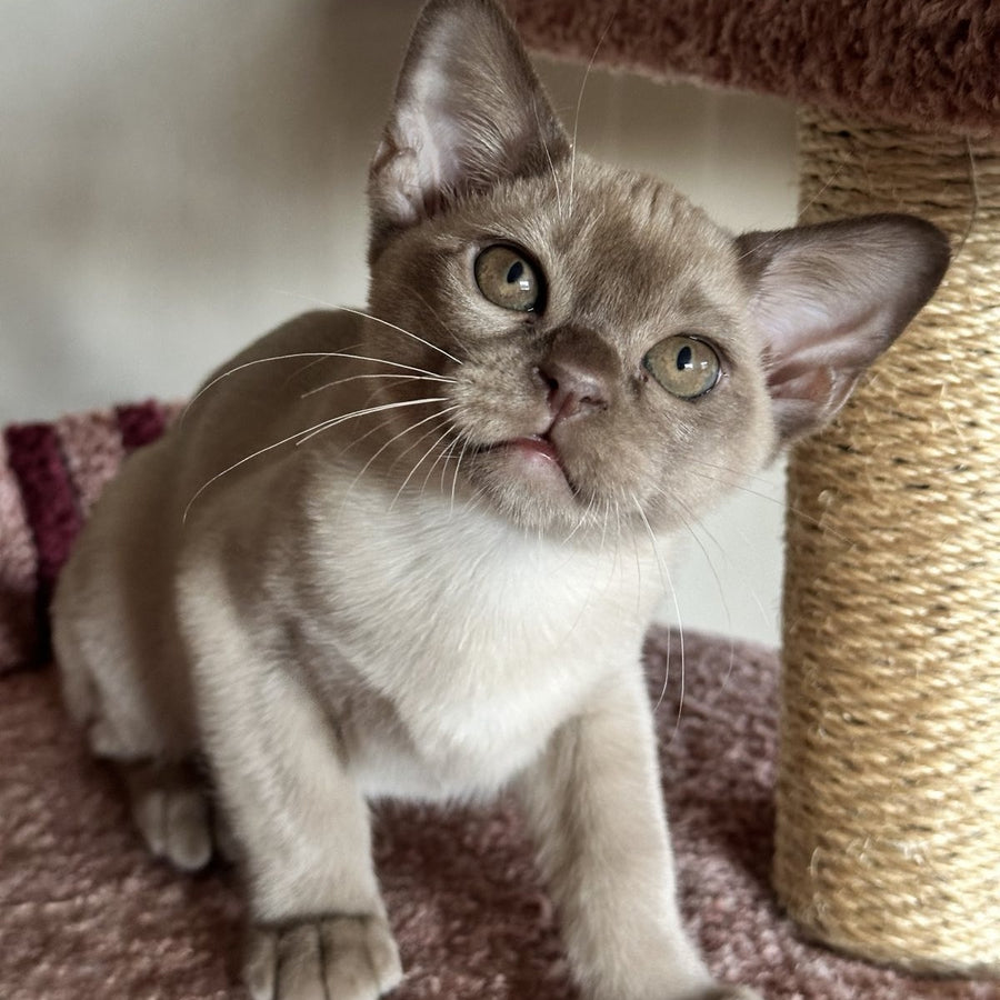 Umka Burmese male, chocolate