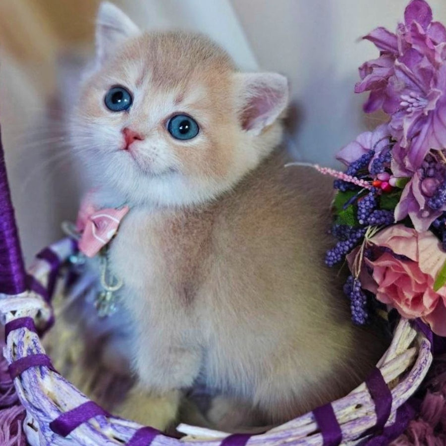 Yumi British Shorthair male, lilac golden shaded