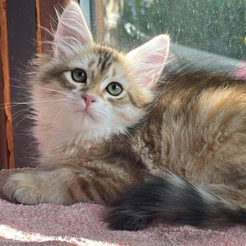 Yukon Siberian male, black golden tabby