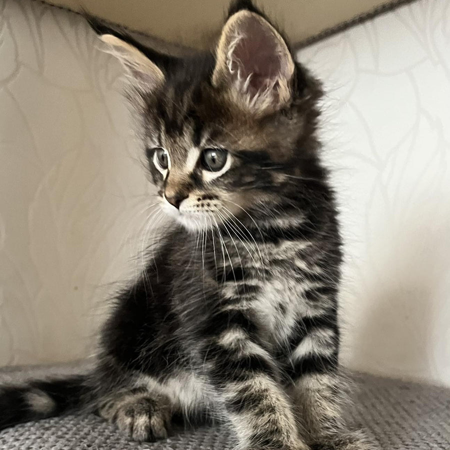 Indigo Maine Coon male, black tabby