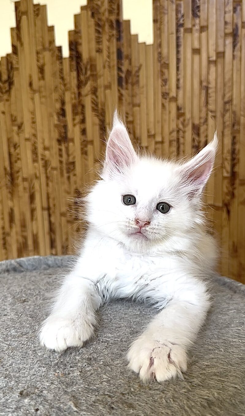 Ustin Maine Coon male, white