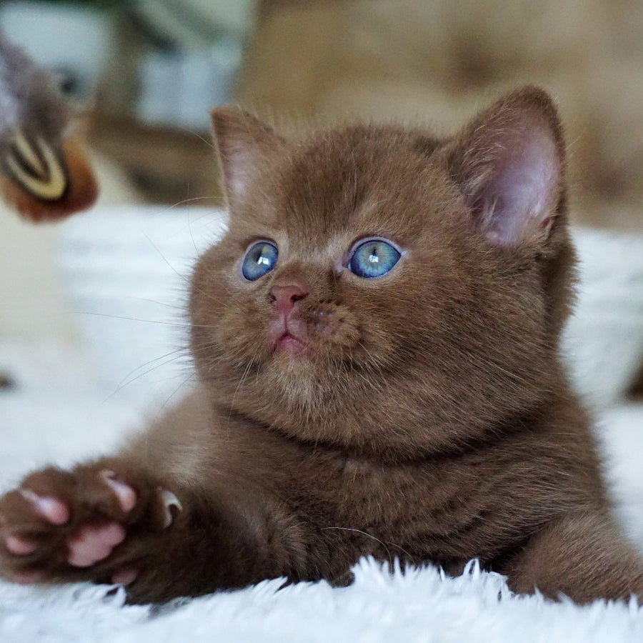 Miki British Shorthair male, cinnamon