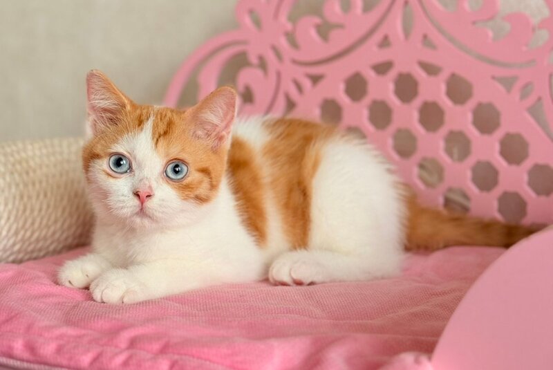 Casper Scottish Straight male, red spotted tabby harlequin