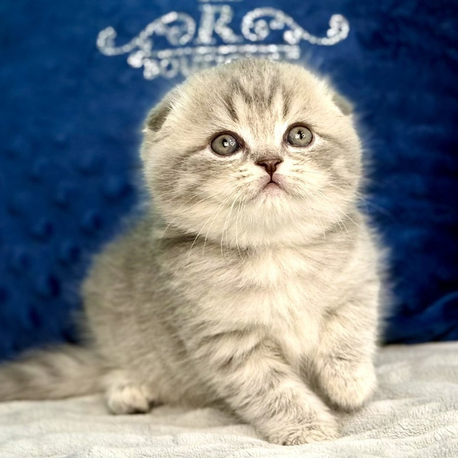 Junior Scottish Fold male, blue tabby pointed