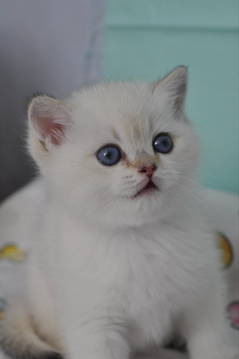 Limon British Shorthair male black golden shaded pointed - live animals