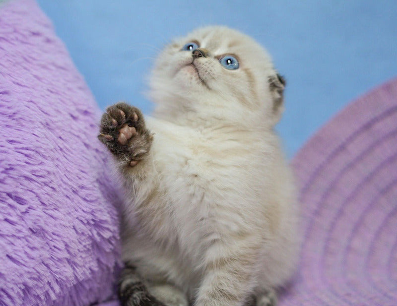 Ivan Scottish Fold male, black tabby pointed