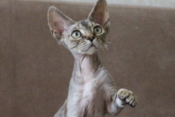 Sheril Devon Rex female blue tortie tabby - live animals