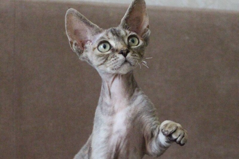 Sheril Devon Rex female, blue tortie tabby