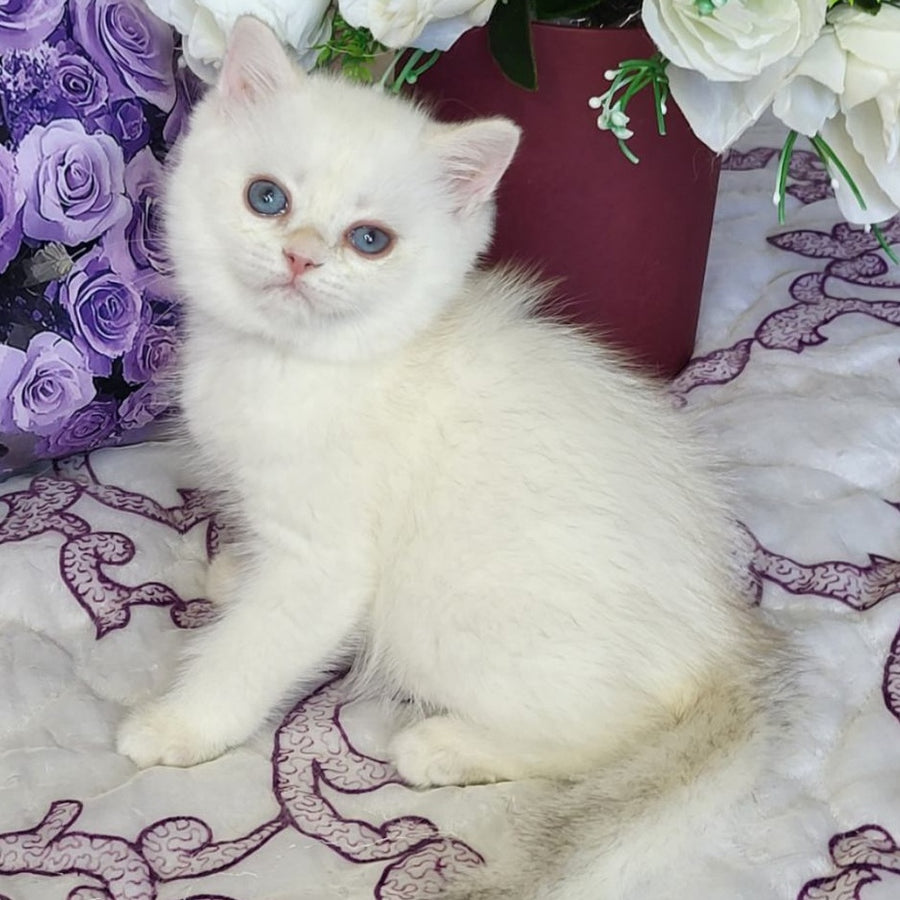 Yahont British Shorthair male, chocolate golden chinchilla pointed