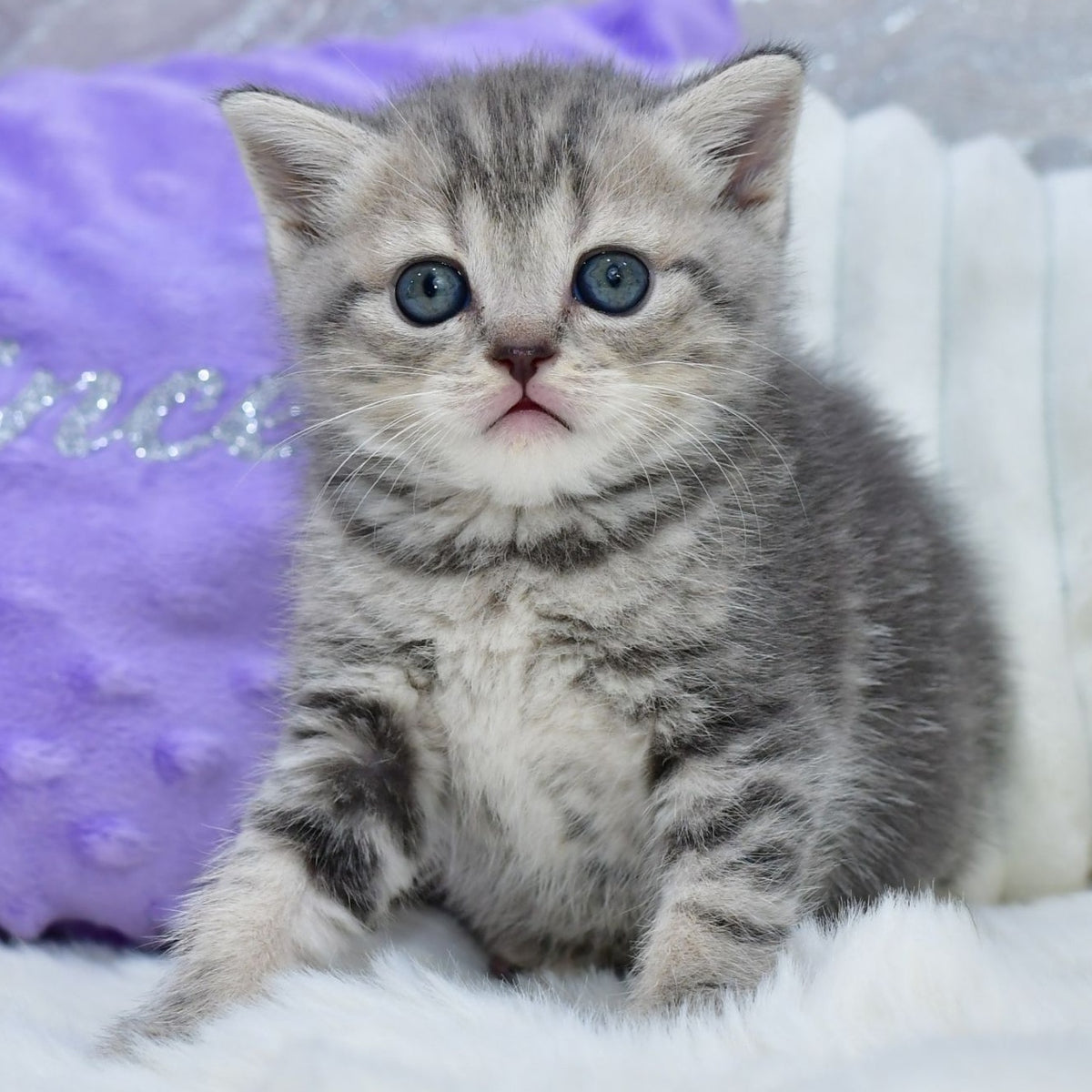 Laki Scottish Straight male, blue tabby